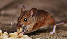 24 Hour & Emergency Exterminators in Morristown, TN